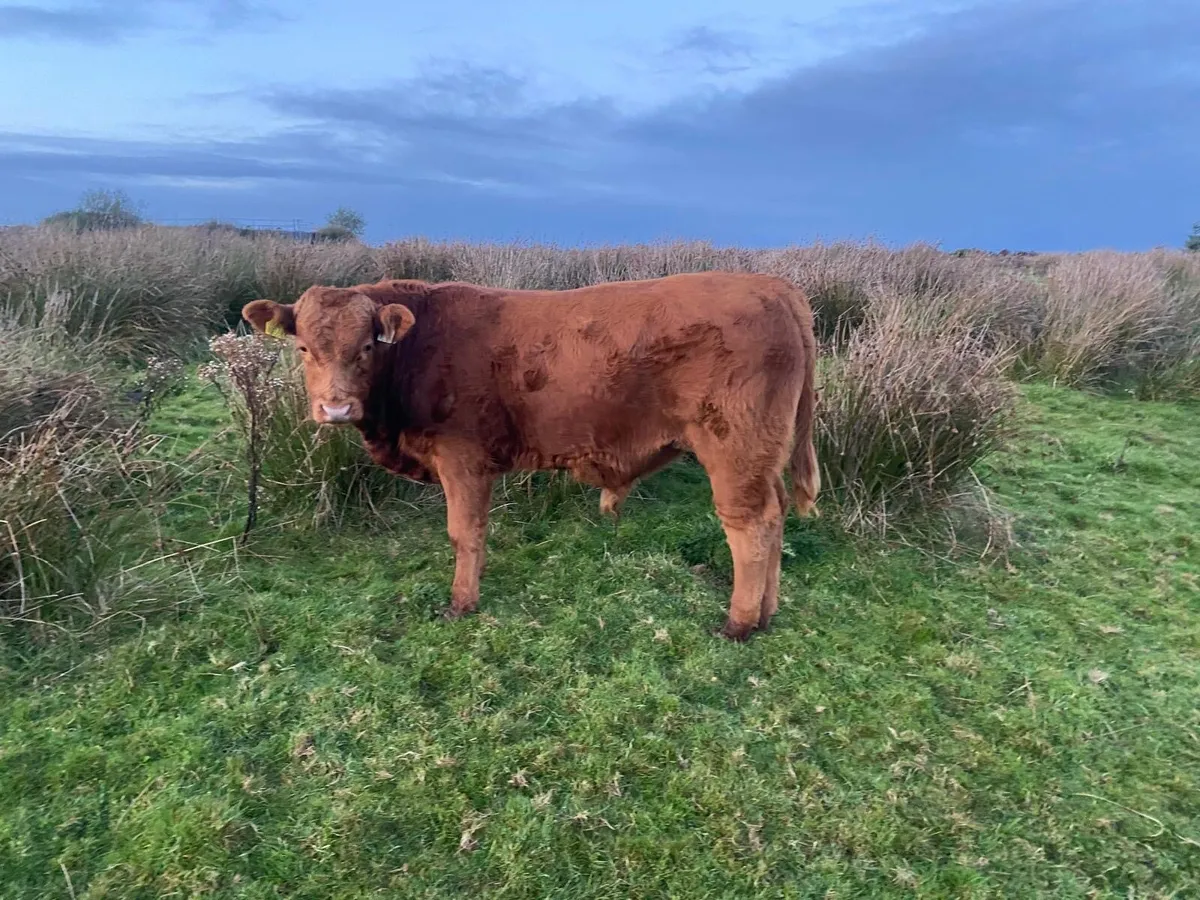 Organic cattle - Image 3