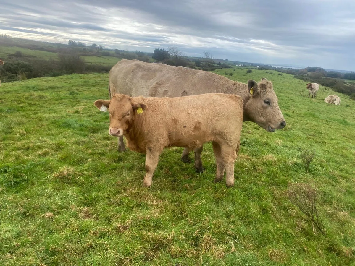 Organic cattle - Image 4