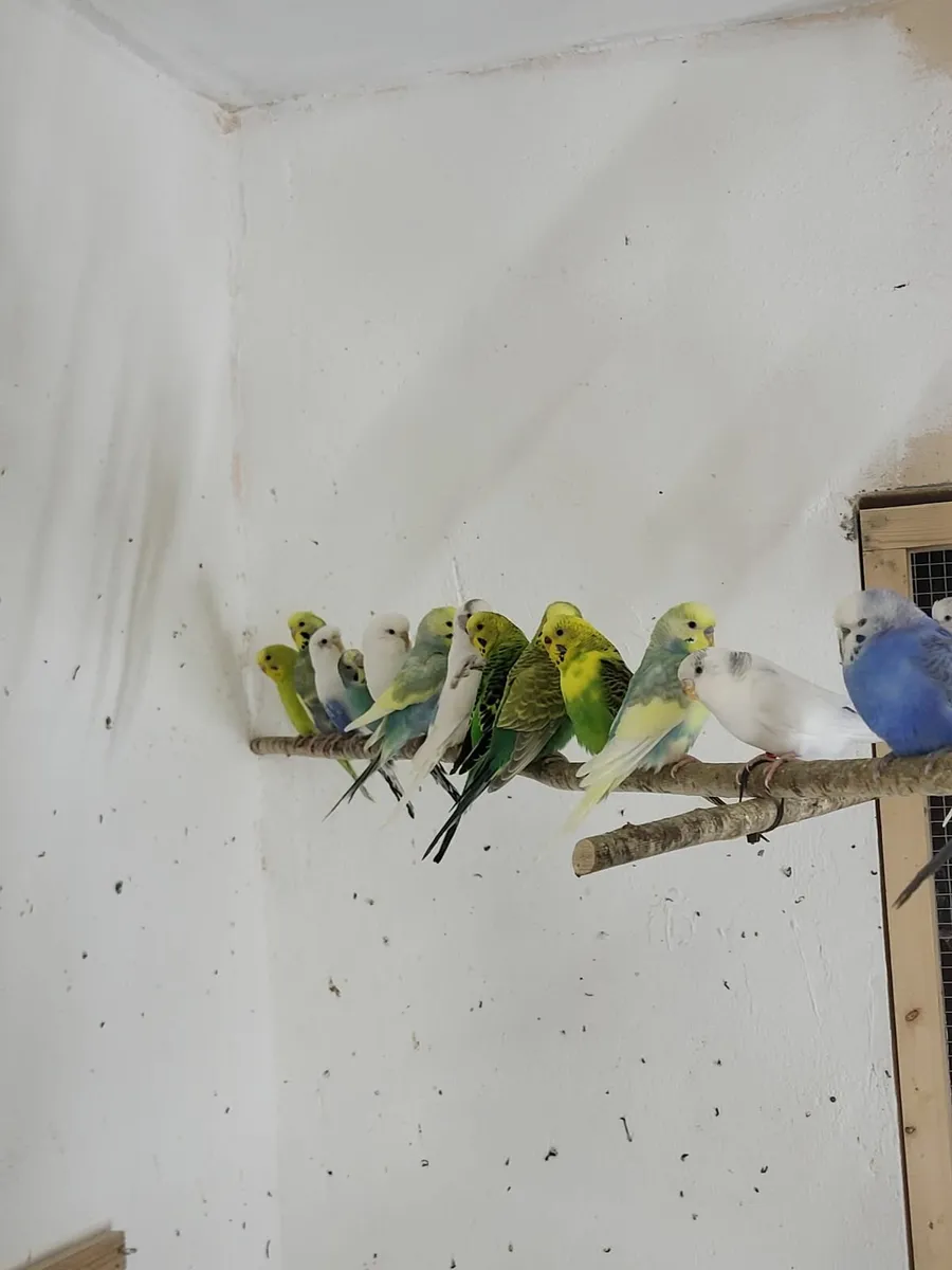 Birds - Image 3