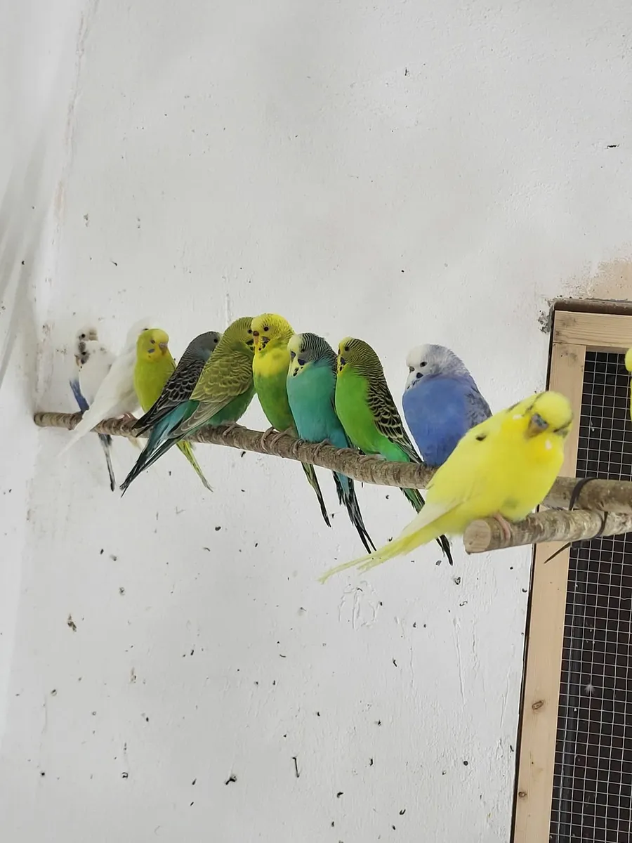 Birds - Image 4