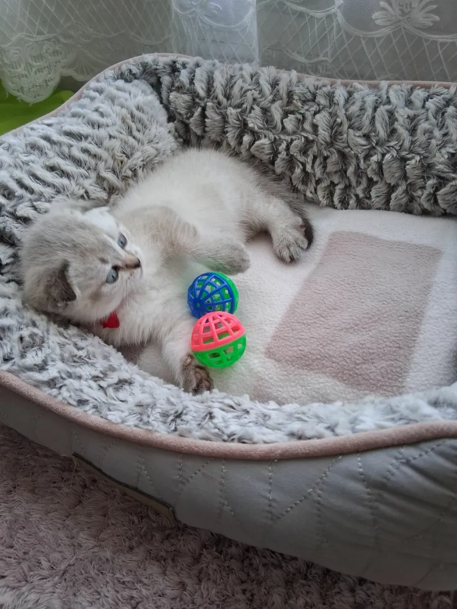 Scottish Fold Female Kitten - Image 3