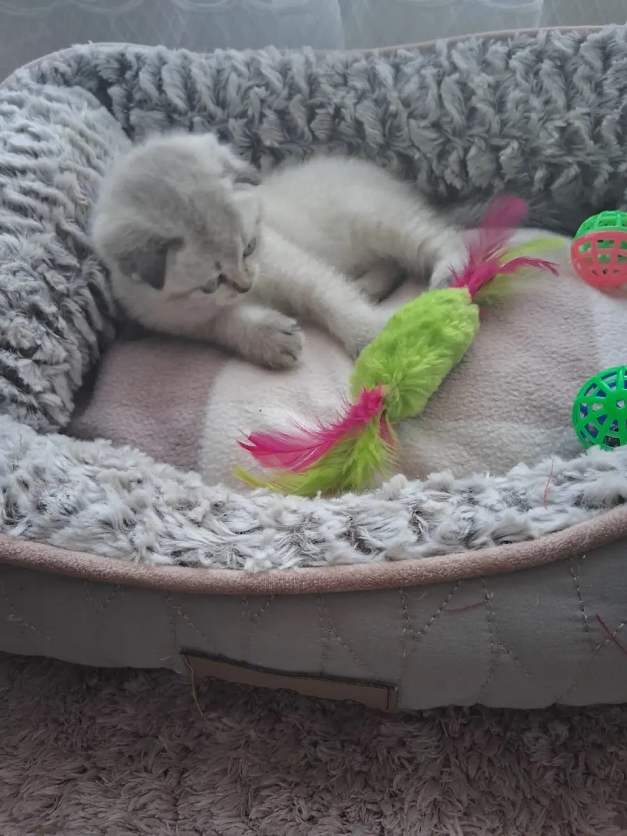 Scottish Fold Female Kitten - Image 4