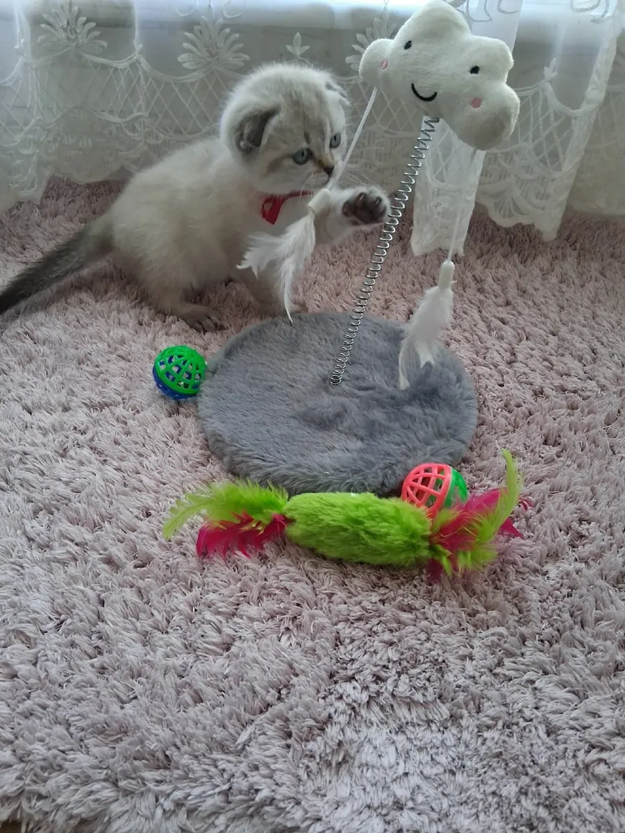 Scottish Fold Female Kitten - Image 2