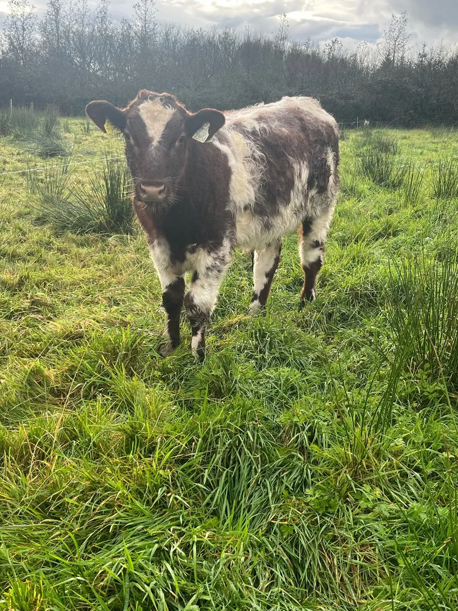 PBR Shorthorn bull weanlings - Image 2