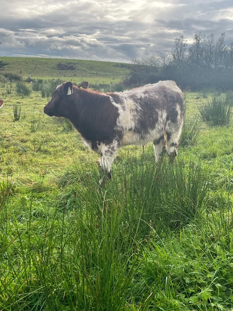 PBR Shorthorn bull weanlings - Image 3