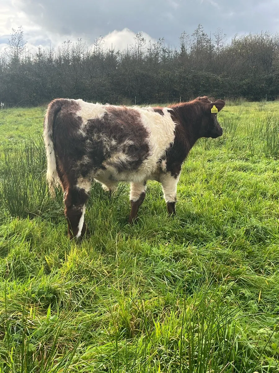PBR Shorthorn bull weanlings - Image 4
