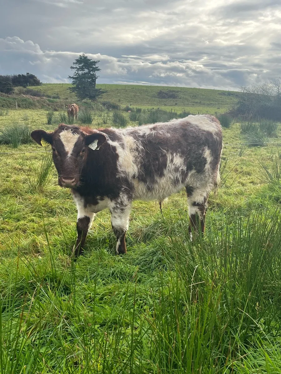 PBR Shorthorn bull weanlings - Image 1