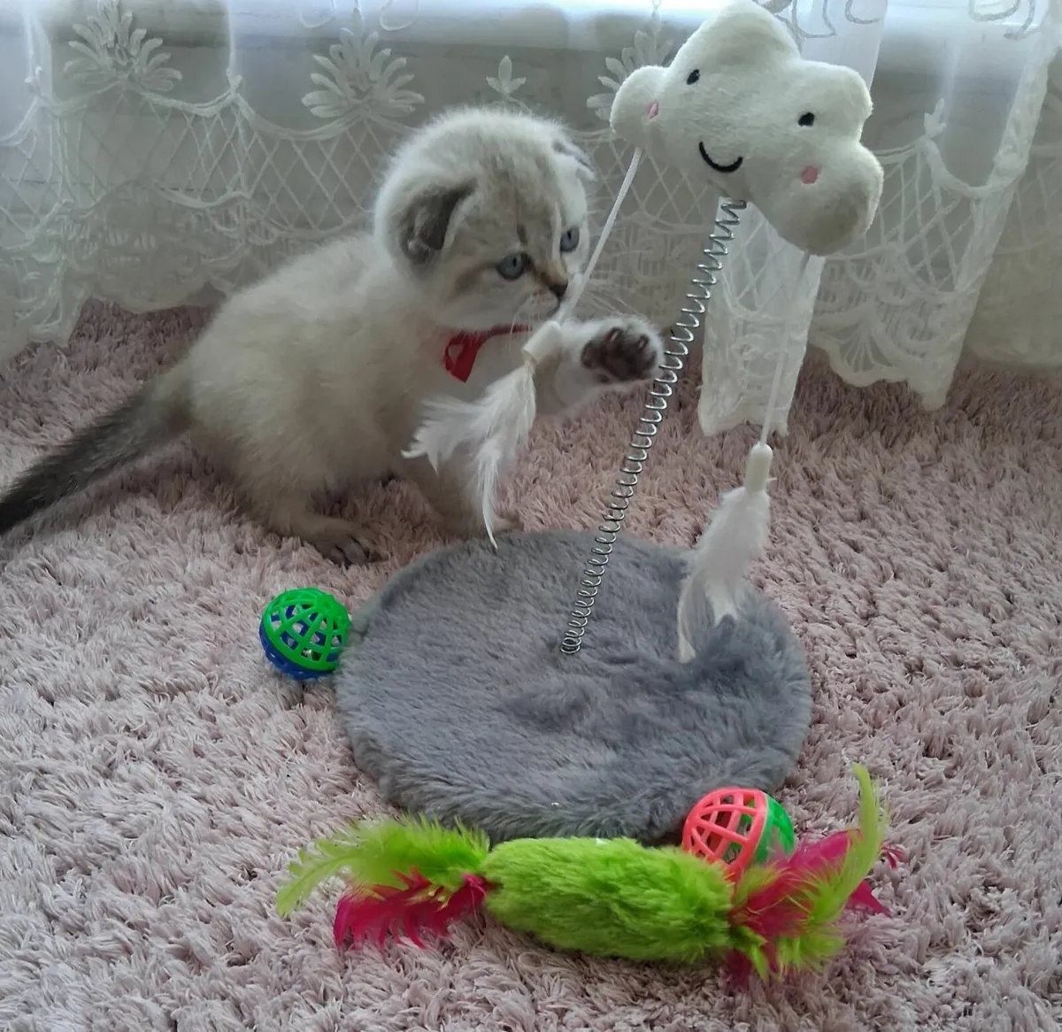 Scottish Fold Female Kitten - Image 1