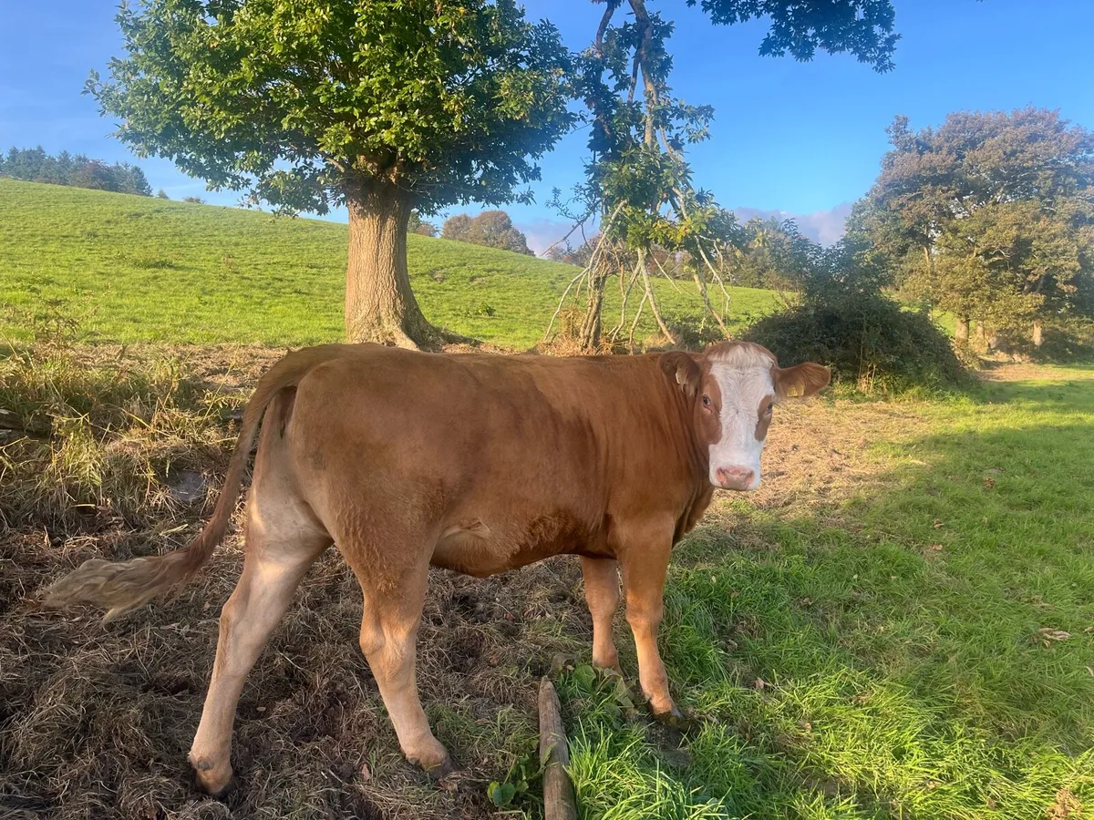 In calf heifers - Image 2