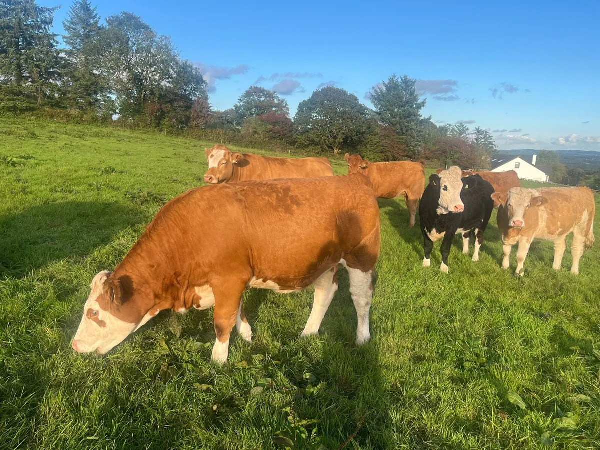 In calf heifers - Image 3