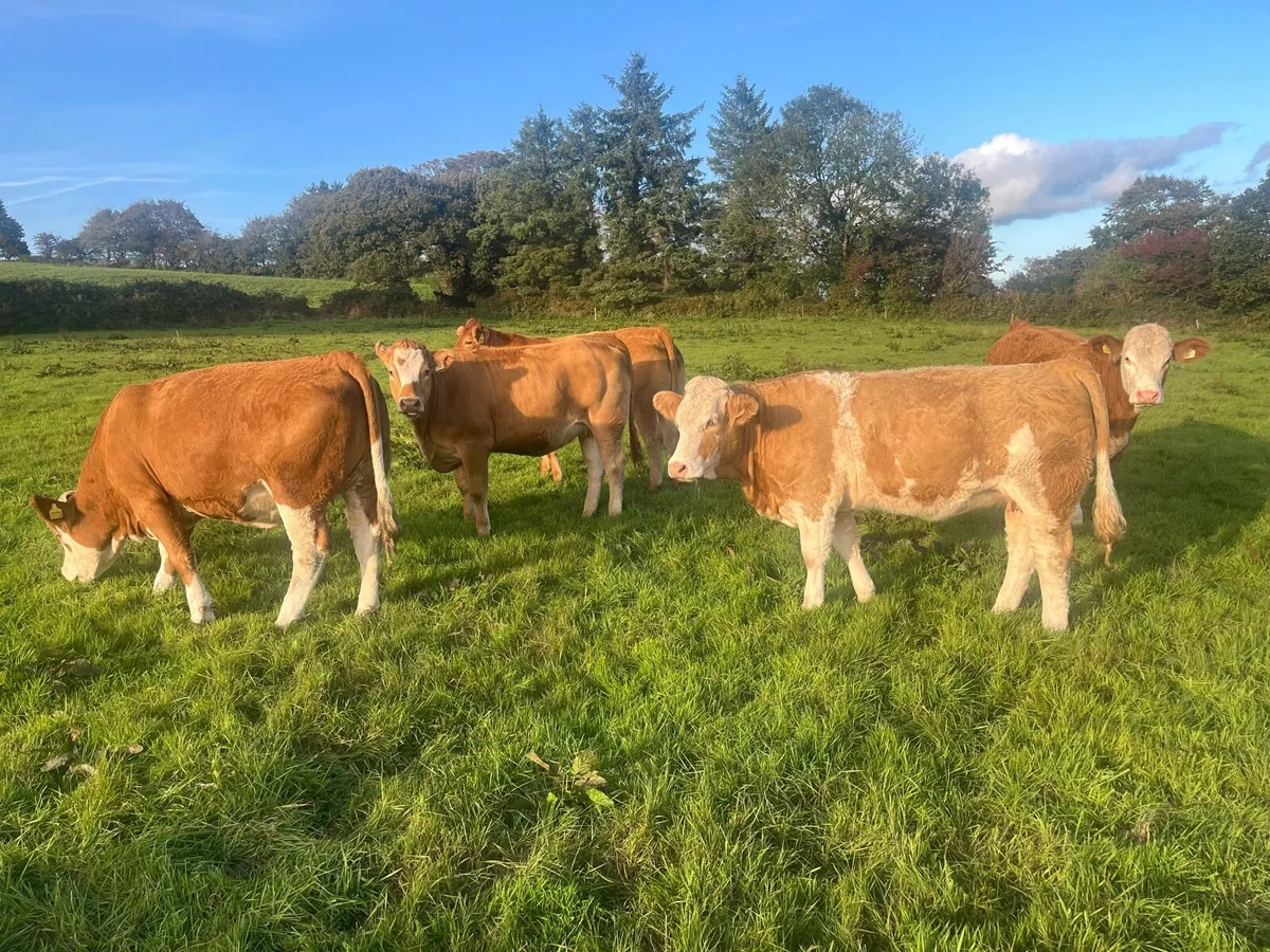 In calf heifers - Image 4