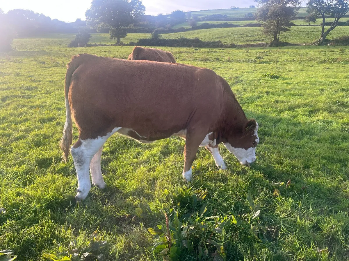 In calf heifers - Image 1