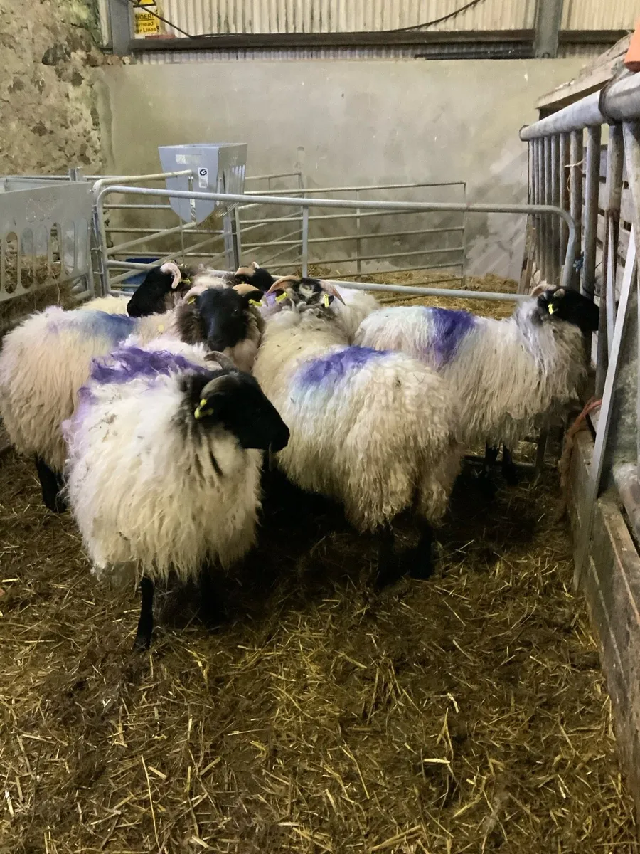 Mayo blackface mountain ewe lambs - Image 2