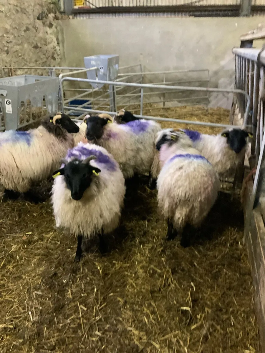 Mayo blackface mountain ewe lambs - Image 3