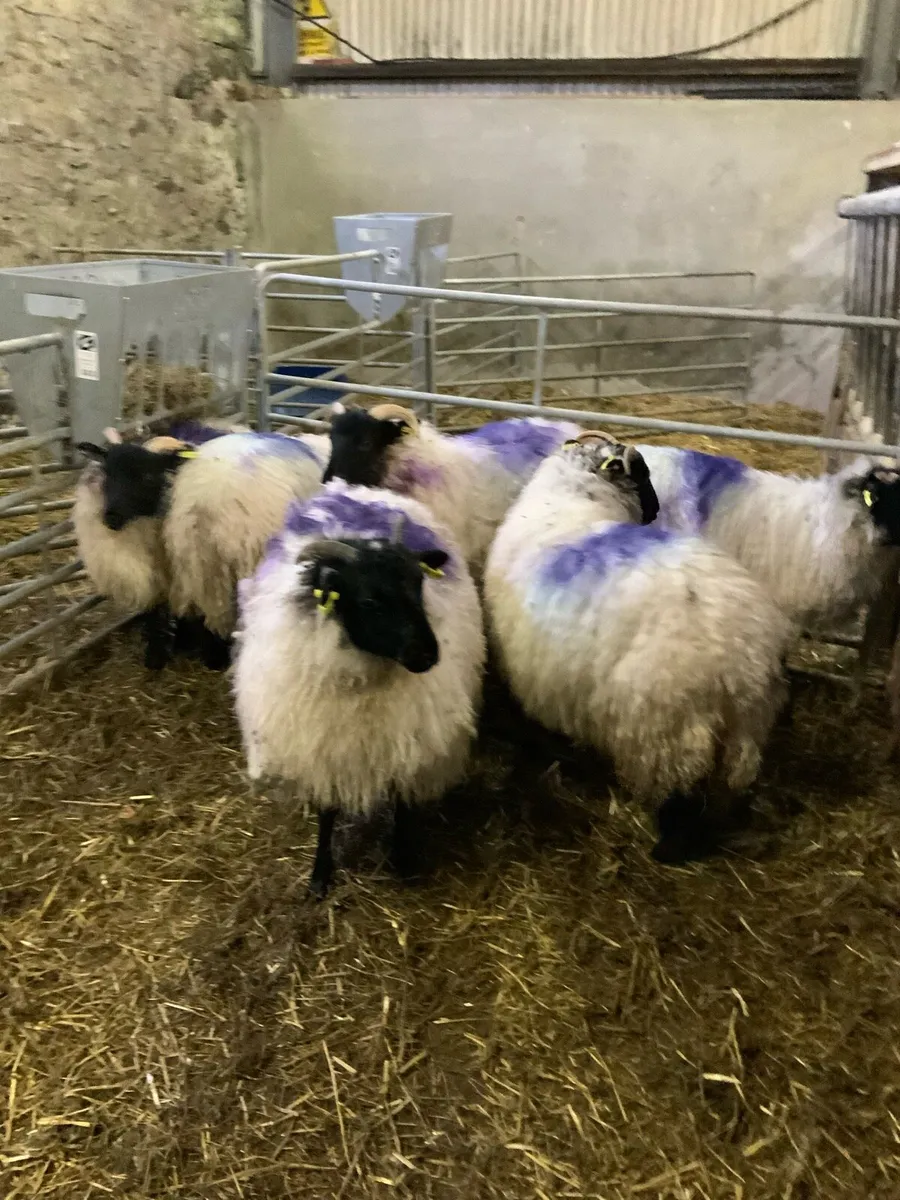 Mayo blackface mountain ewe lambs - Image 4