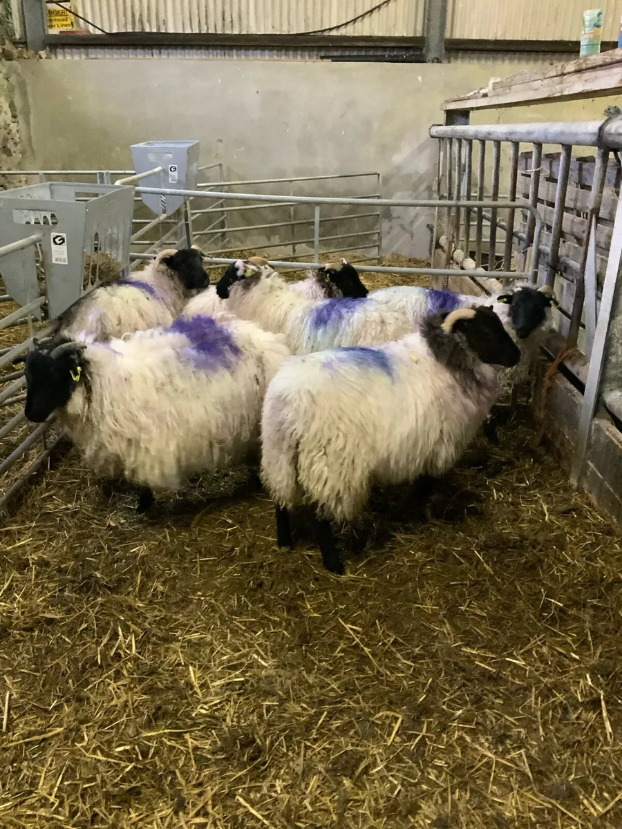 Mayo blackface mountain ewe lambs - Image 1