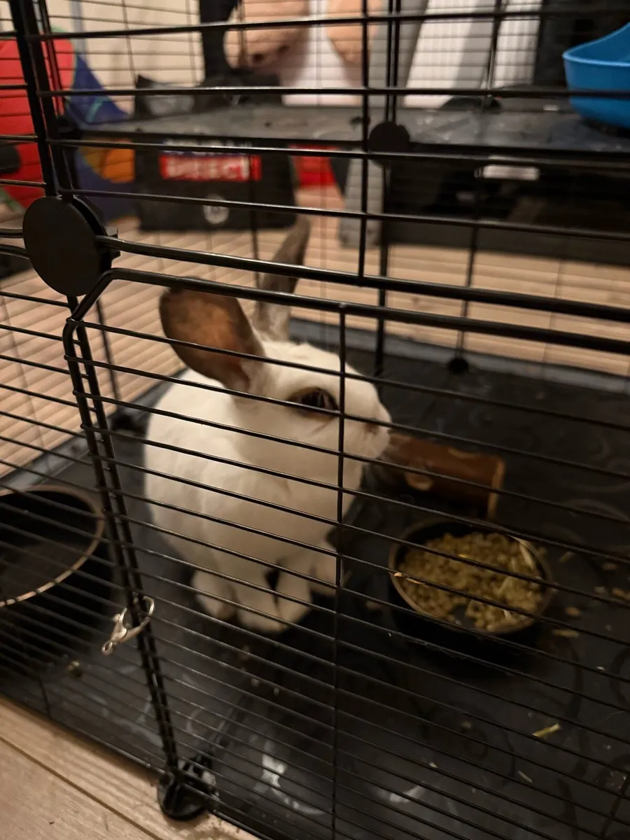 Rabbits - Image 1