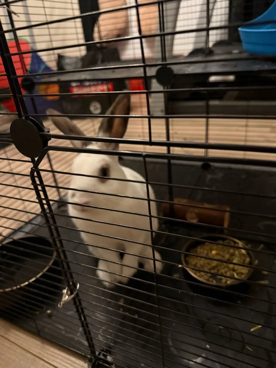 Rabbits - Image 2