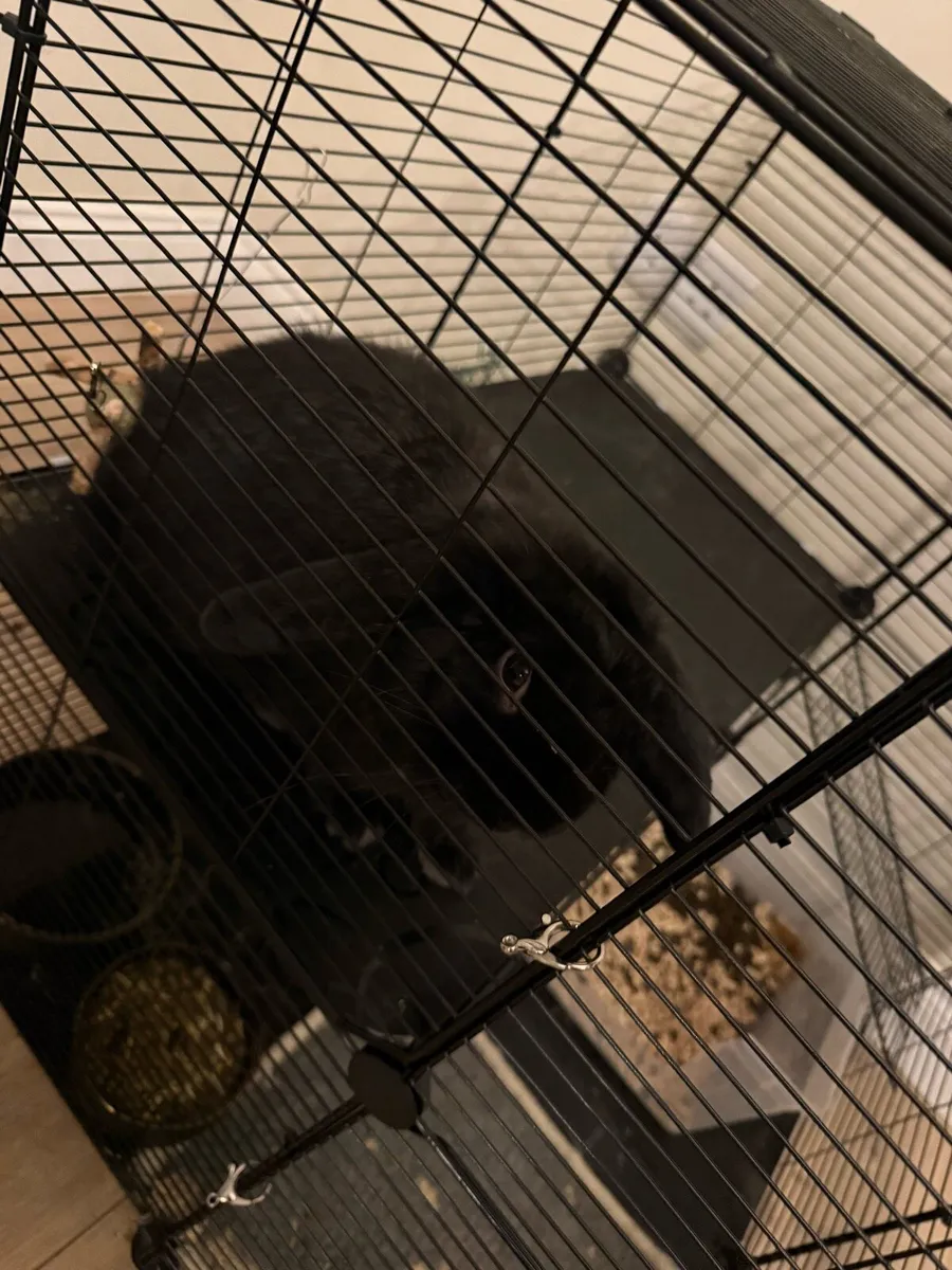 Rabbits - Image 3