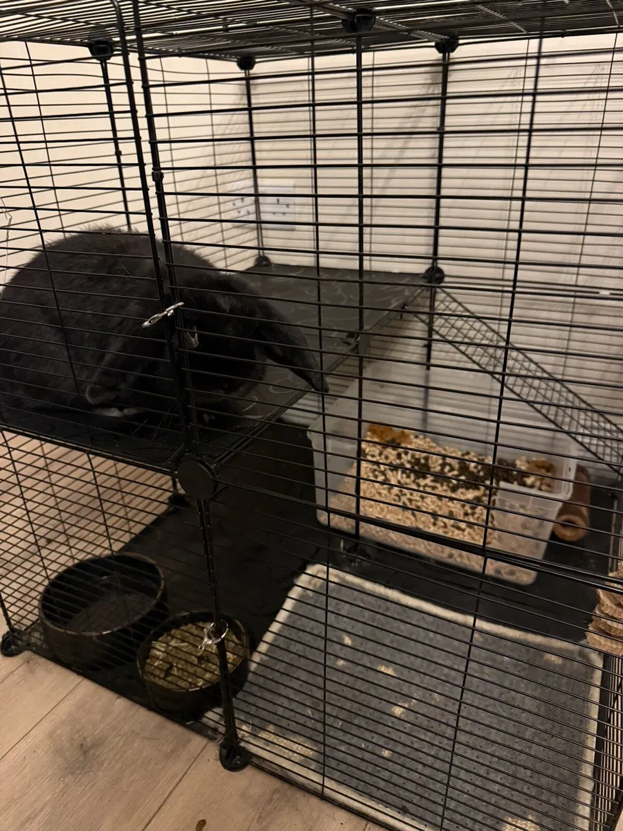 Rabbits - Image 4