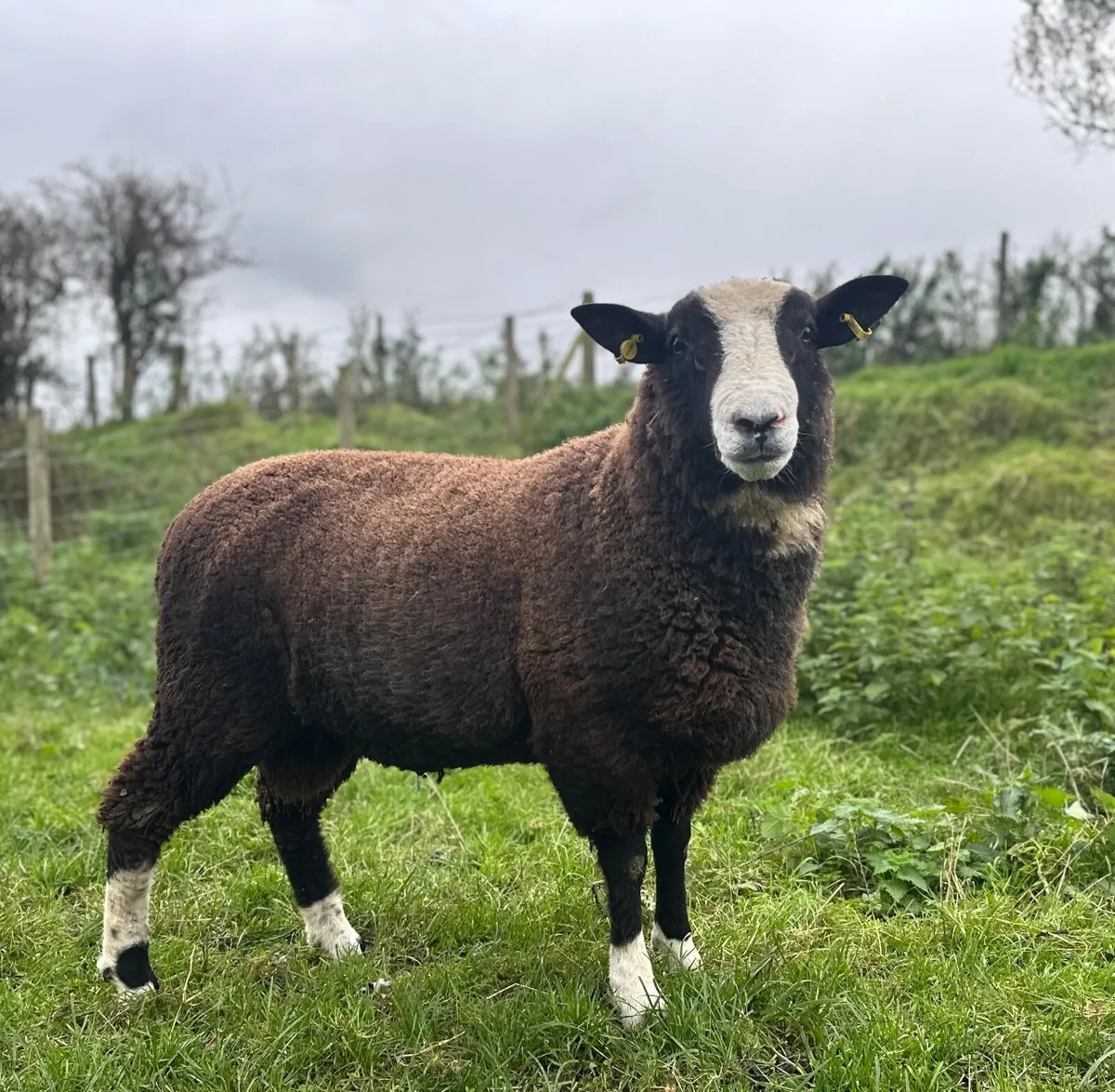 Zwarble Shearling Rams - Image 1