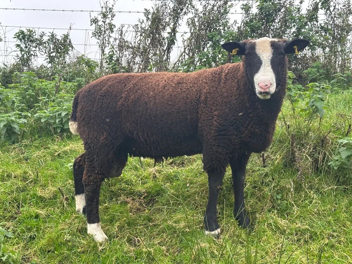 Zwarble Shearling Rams - Image 2