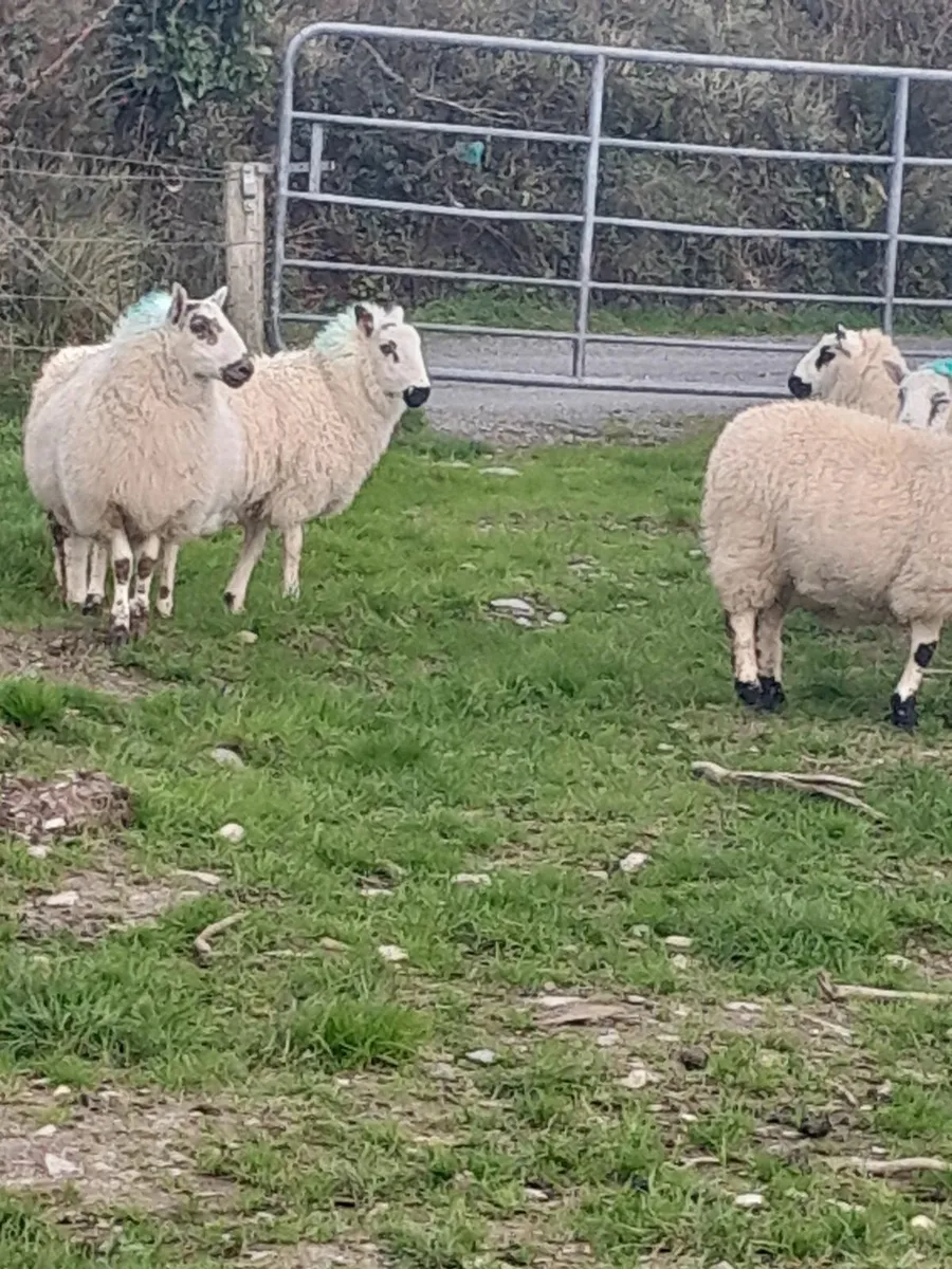 Organic Lambs - Image 2