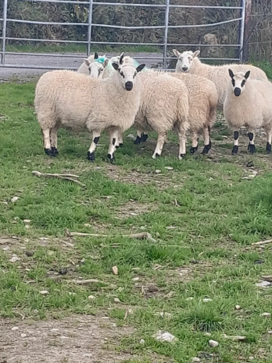 Organic Lambs - Image 3