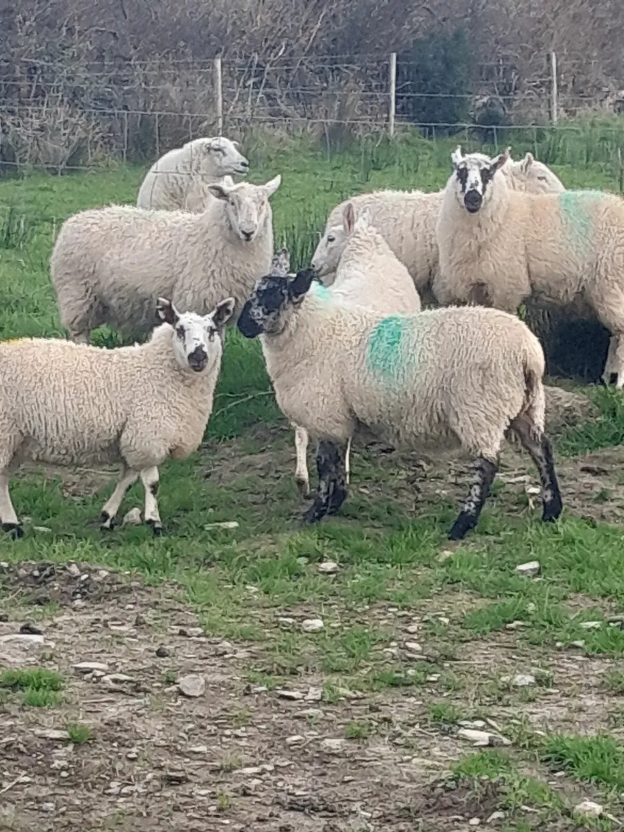 Organic Lambs - Image 4