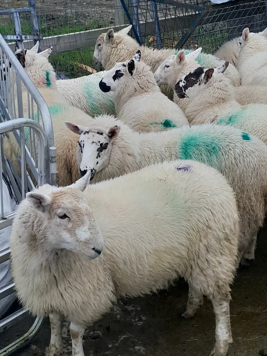 Organic Lambs - Image 1