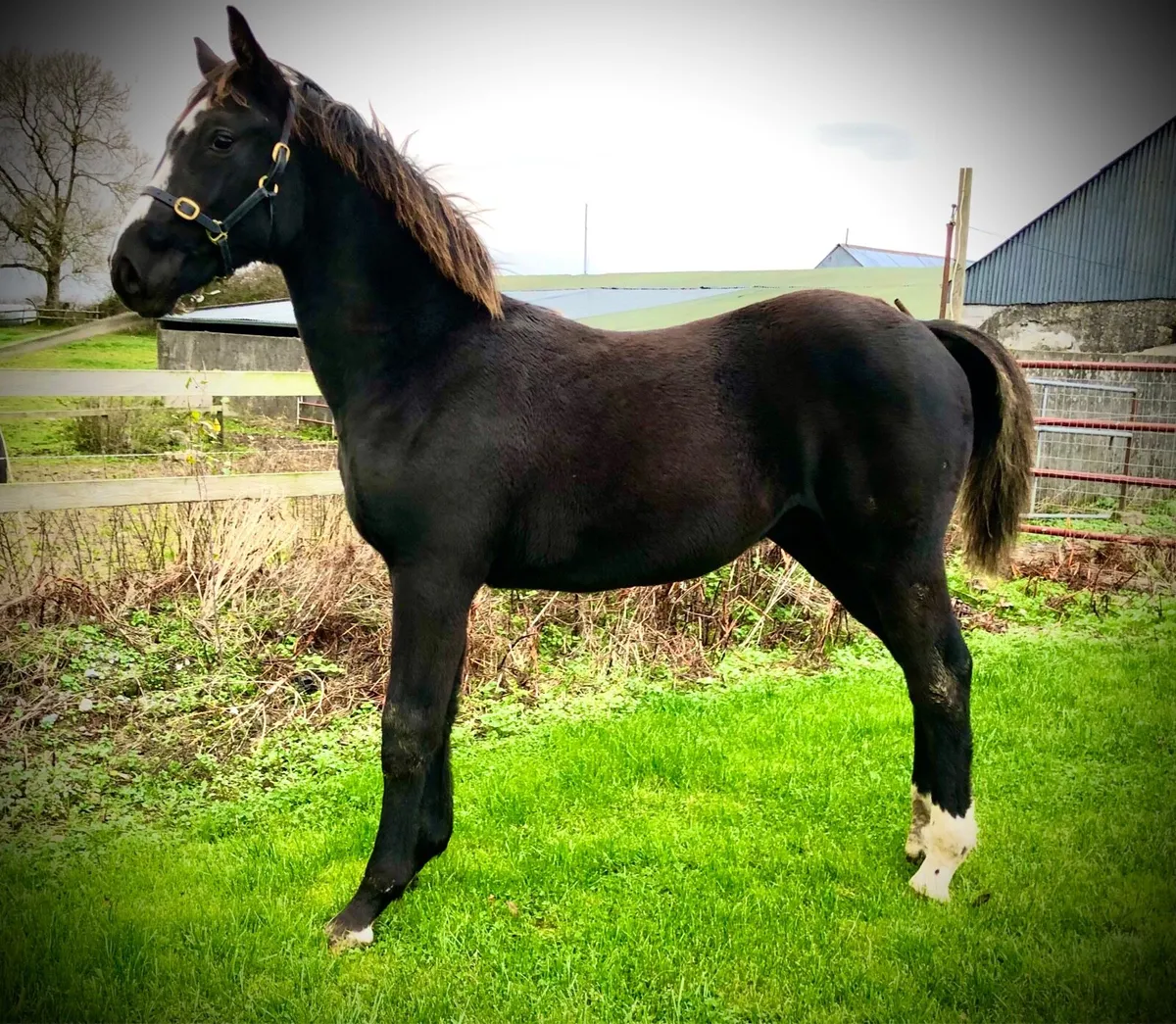 Diamant de Semilly x Luidam Colt Foal - Image 1