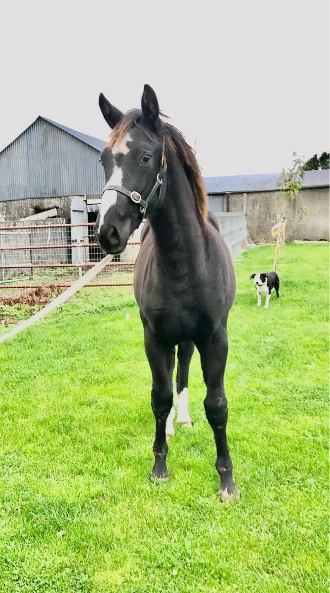 Diamant de Semilly x Luidam Colt Foal - Image 2
