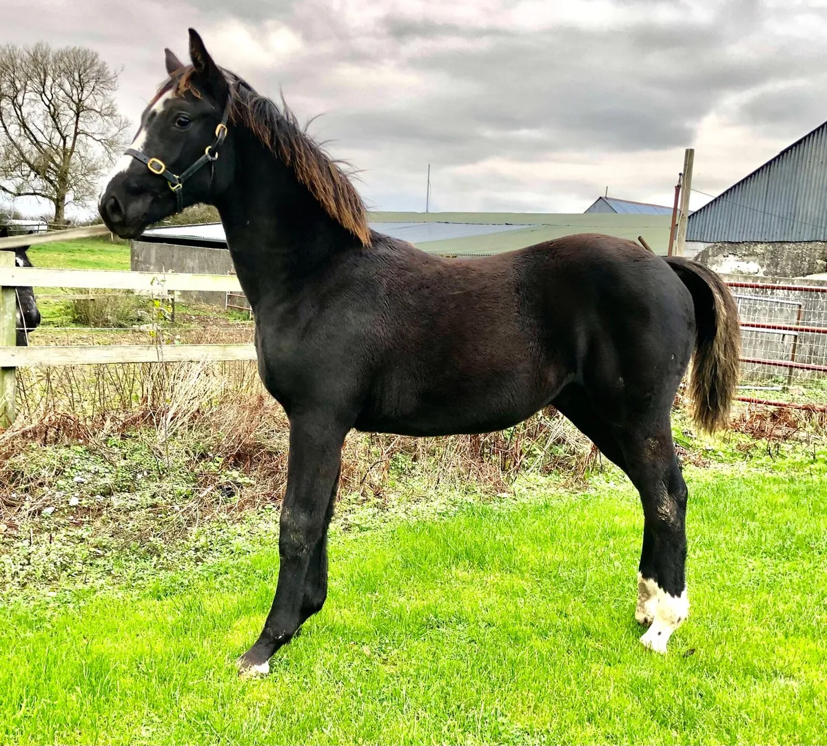 Diamant de Semilly x Luidam Colt Foal - Image 3