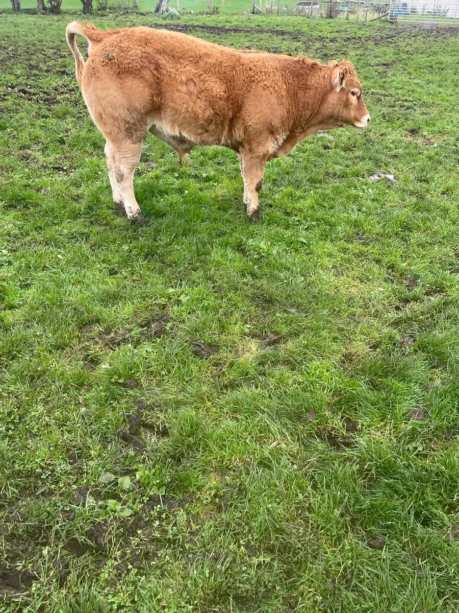 Bull weanlings - Image 1