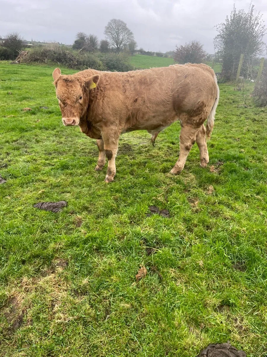 Bull weanlings - Image 2