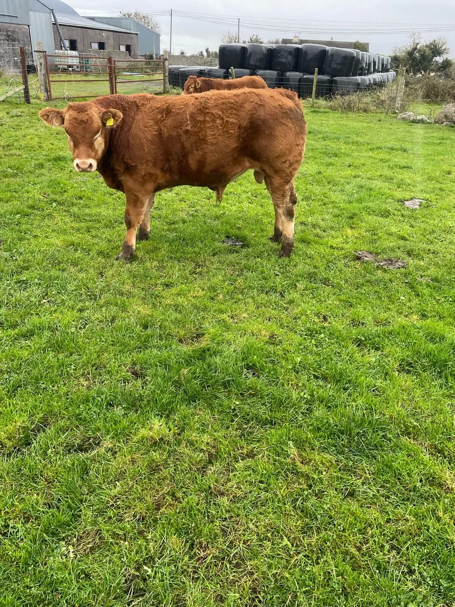 Bull weanlings - Image 3