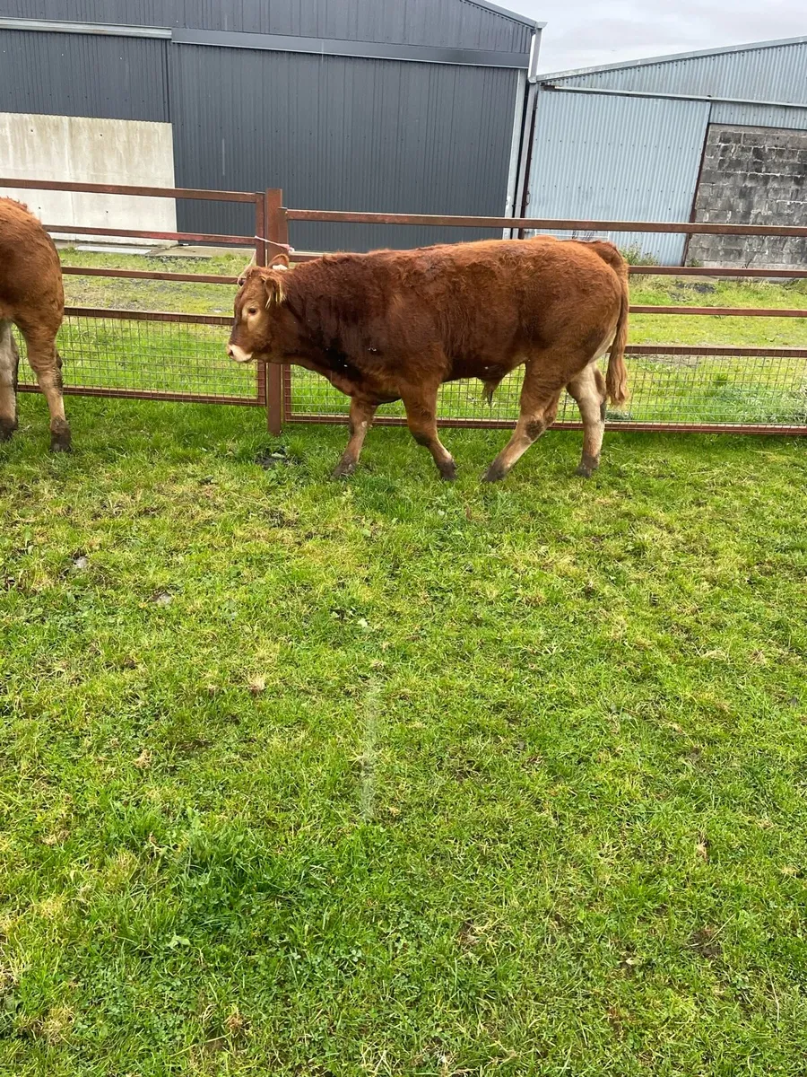 Bull weanlings - Image 4