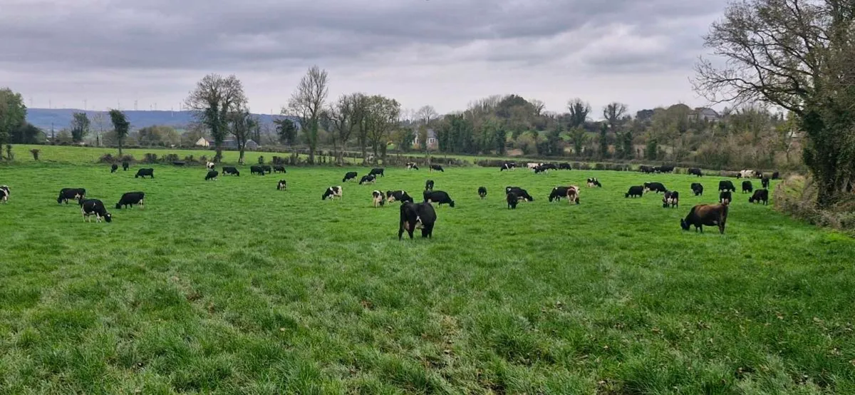 Empty Cows - Image 1