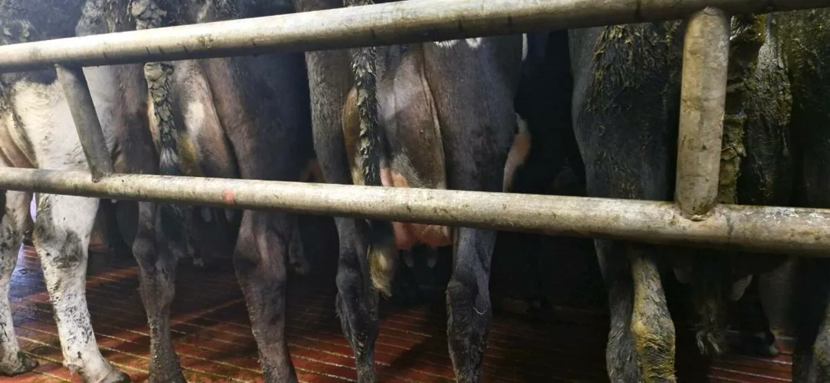 Empty Cows - Image 2