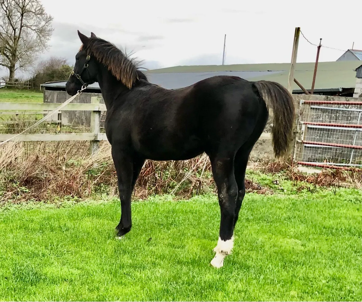 Diamant de Semilly x Luidam Colt Foal - Image 4