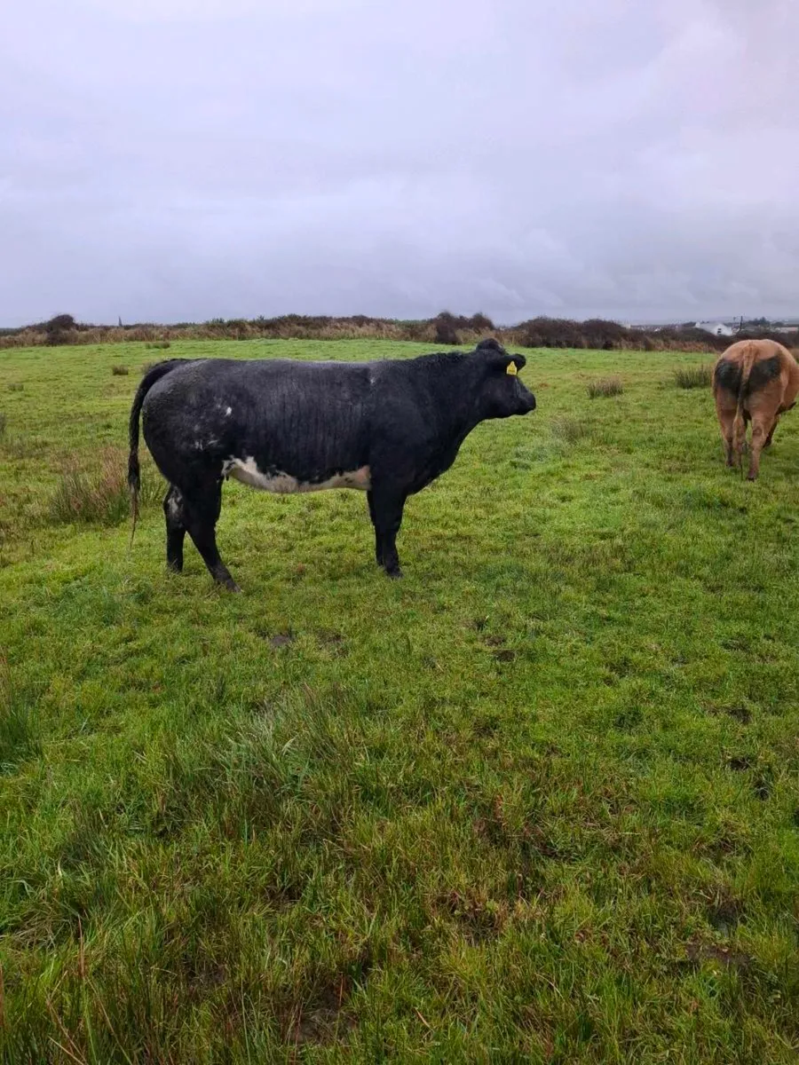 Belgium blue heifers - Image 1