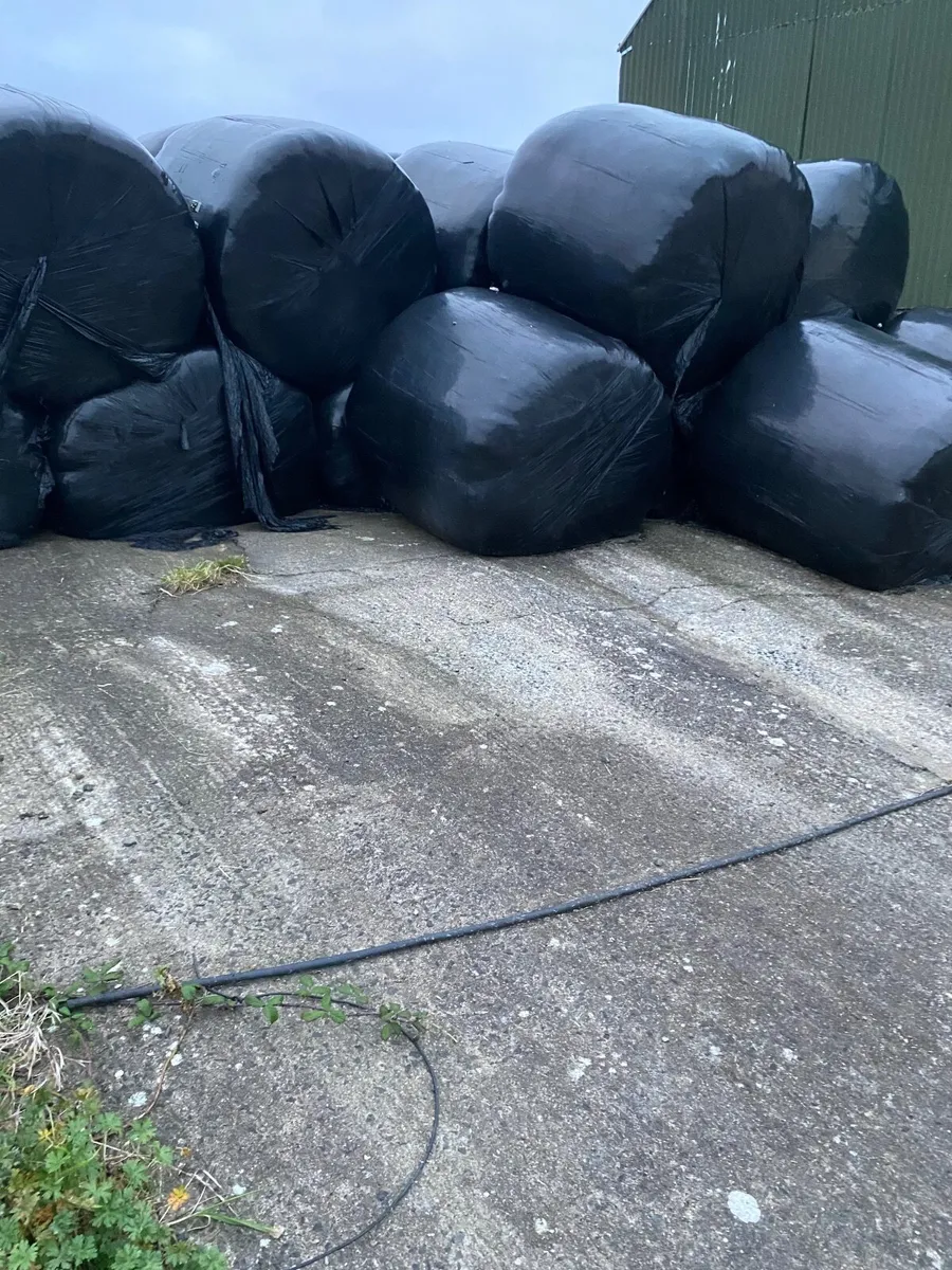 40 Silage bales for sale 2024