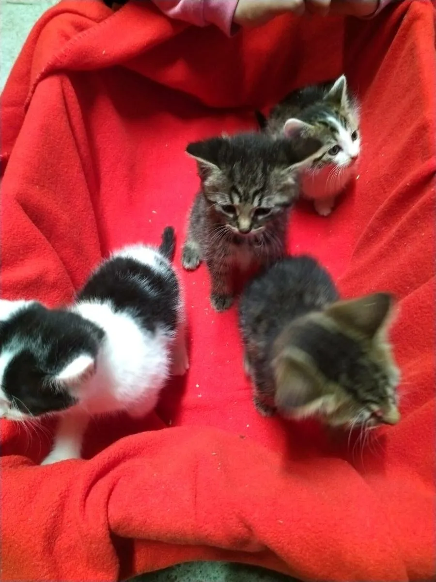 Kittens - Image 1