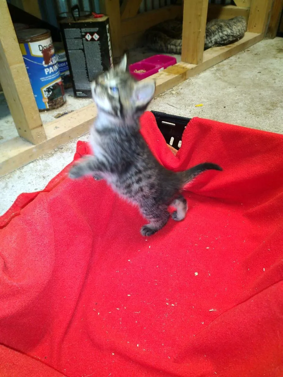 Kittens - Image 2