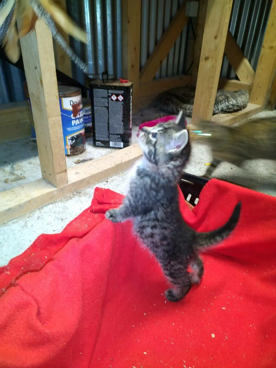Kittens - Image 3