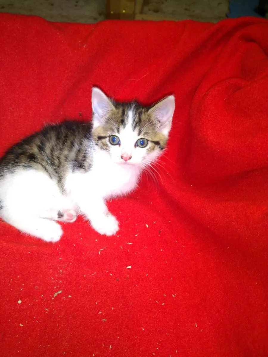 Kittens - Image 4