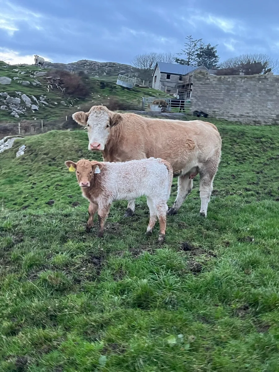 First caved Heifers for Milford mart Saturday 25th - Image 1