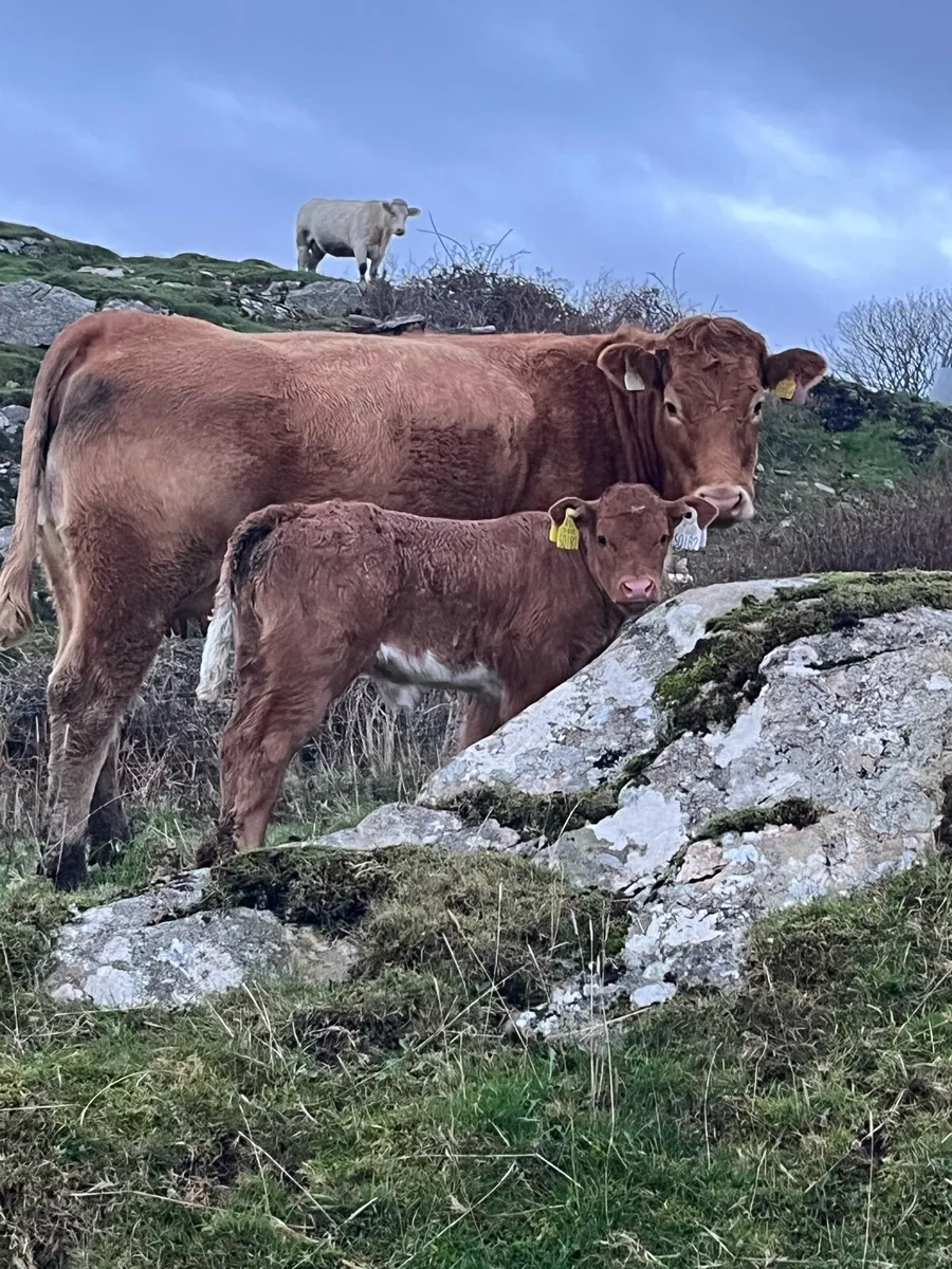 First caved Heifers for Milford mart Saturday 25th - Image 2