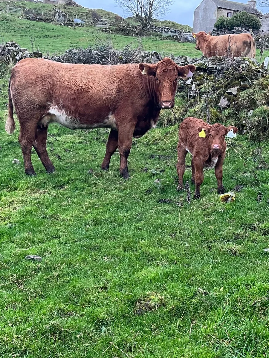 First caved Heifers for Milford mart Saturday 25th - Image 3