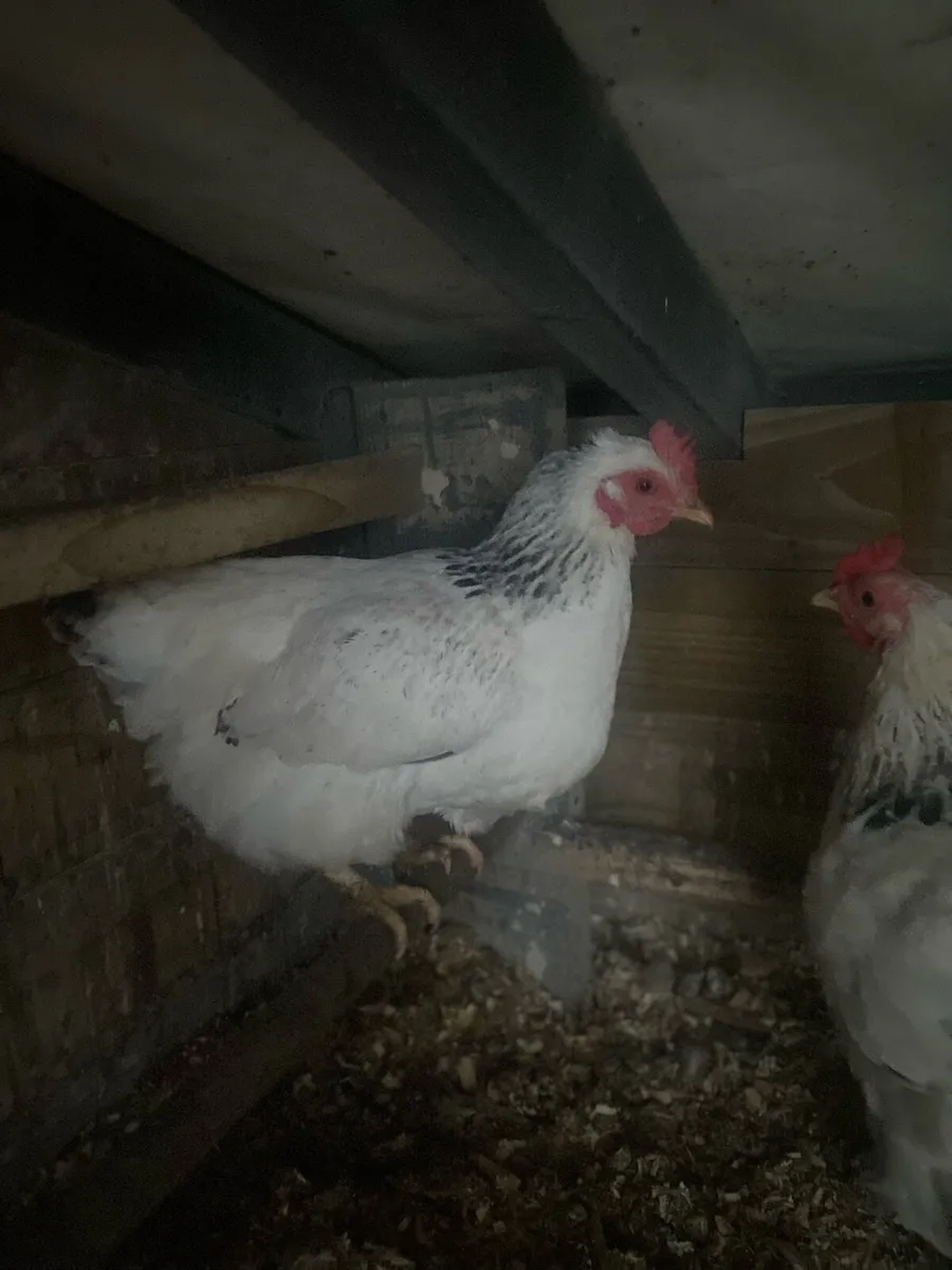 Sussex and pekin - Image 2